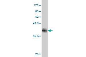 Western Blot detection against Immunogen (33. (DUSP22 Antikörper  (AA 112-184))