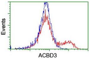 HEK293T cells transfected with either RC208434 overexpress plasmid (Red) or empty vector control plasmid (Blue) were immunostained by anti-ACBD3 antibody (ABIN2455867), and then analyzed by flow cytometry. (ACBD3 Antikörper)