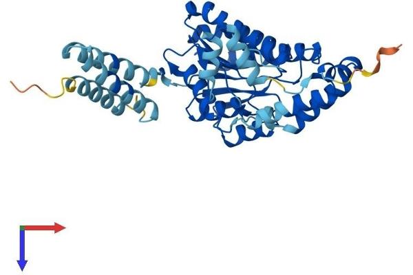HSD11B2 Protein (AA 1-386) (His tag)