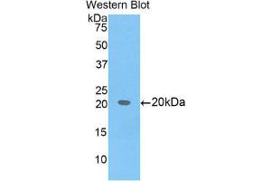 Western Blotting (WB) image for anti-BCL2-Like 2 (BCL2L2) (AA 22-189) antibody (ABIN1858124)