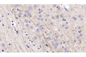 Detection of NRG1 in Rat Cerebrum Tissue using Polyclonal Antibody to Neuregulin 1 (NRG1) (Neuregulin 1 Antikörper  (AA 13-259))