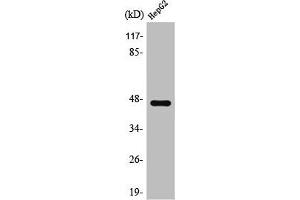 Western Blot analysis of Jurkat cells using SR-1A Polyclonal Antibody (Serotonin Receptor 1A Antikörper  (C-Term))