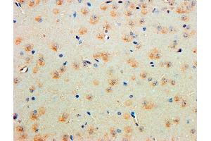Immunohistochemistry (IHC) image for anti-Contactin 1 (CNTN1) (AA 585-870) antibody (ABIN5863341) (Contactin 1 Antikörper  (AA 585-870))