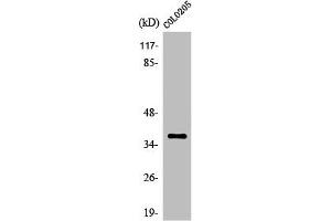 Western Blot analysis of HepG2 cells using Olfactory receptor 52B2 Polyclonal Antibody (OR52B2 Antikörper  (Internal Region))