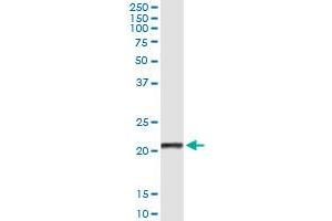 Immunoprecipitation (IP) image for anti-C-Type Lectin Domain Family 1, Member B (CLEC1B) (AA 128-229) antibody (ABIN526588)