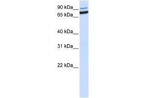 XAB2 antibody used at 0. (XAB2 Antikörper  (C-Term))