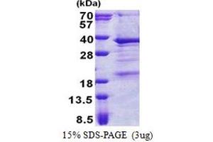 SDS-PAGE (SDS) image for THAP Domain Containing, Apoptosis Associated Protein 3 (THAP3) (AA 1-239) protein (His tag) (ABIN5853138)
