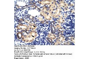 Human kidney (RNF2 Antikörper  (Middle Region))