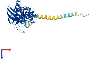 GTPase, IMAP Family Member 1 (GIMAP1) (AA 1-277) protein (His tag)