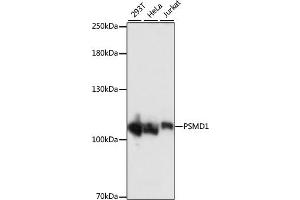 Western blot analysis of extracts of various cell lines, using PSMD1 antibody (ABIN7269586) at 1:1000 dilution. (PSMD1 Antikörper  (AA 794-953))