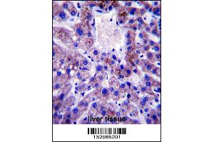 UBE2W Antibody immunohistochemistry analysis in formalin fixed and paraffin embedded human liver tissue followed by peroxidase conjugation of the secondary antibody and DAB staining. (UBE2W Antikörper  (C-Term))