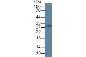 Western Blot; Sample: Rat Bone marrow lysate; Primary Ab: 2µg/ml Rabbit Anti-Human CEBPd Antibody Second Ab: 0. (CEBPD Antikörper  (AA 51-252))