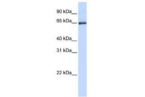 HSPA2 antibody used at 1 ug/ml to detect target protein. (HSPA2 Antikörper  (Middle Region))