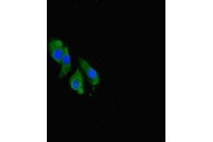 Immunofluorescent analysis of Hela cells using ABIN7148947 at dilution of 1:100 and Alexa Fluor 488-congugated AffiniPure Goat Anti-Rabbit IgG(H+L) (Cyclin O Antikörper  (AA 1-257))