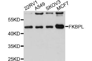 Western blot analysis of extracts of various cell lines, using FKBPL antibody (ABIN1876192) at 1:1000 dilution. (FKBPL Antikörper)