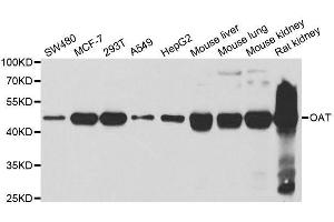 Western blot analysis of extracts of various cell lines, using OAT antibody. (OAT Antikörper  (AA 160-439))