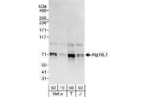 Western Blotting (WB) image for anti-ATG16 Autophagy Related 16-Like 1 (ATG16L1) (AA 50-100) antibody (ABIN7450000)