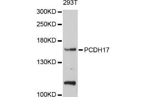 Western blot analysis of extracts of 293T cells, using PCDH17 antibody (ABIN5998468) at 1/1000 dilution. (PCDH17 Antikörper)