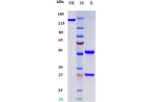 Anti-PDCD1 / PD-1 / CD279 Reference Antibody (toripalimab) on SDS-PAGE under reducing (R) condition. (Rekombinanter PDCD1 (Toripalimab Biosimilar) Antikörper)