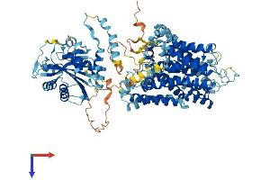 Band 3/AE1 Protein (AA 1-911) (His tag)