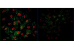 Immunofluorescence (IF) image for anti-Tripartite Motif Containing 28 (TRIM28) (pSer824) antibody (ABIN7455183)