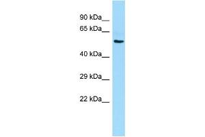 Host: Rabbit Target Name: RTN4RL1 Sample Type: Placenta lysates Antibody Dilution: 1. (RTN4RL1 Antikörper  (Middle Region))