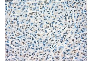 Immunohistochemical staining of paraffin-embedded pancreas tissue using anti-RAD9Amouse monoclonal antibody. (RAD9A Antikörper)
