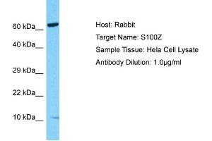 Host: Rabbit Target Name: S100Z Sample Type: Hela Whole Cell lysates Antibody Dilution: 1. (S100Z Antikörper  (N-Term))