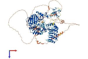 KDM2A Protein (AA 1-1162) (His tag)