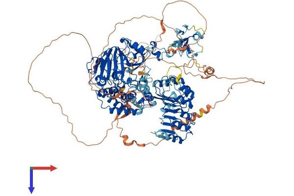 KDM2A Protein (AA 1-1162) (His tag)