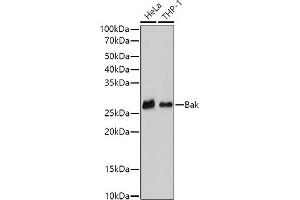 Western blot analysis of extracts of various cell lines, using (ABIN6129983, ABIN6135533, ABIN6135534 and ABIN7101358) at 1:500 dilution. (BAK1 Antikörper)