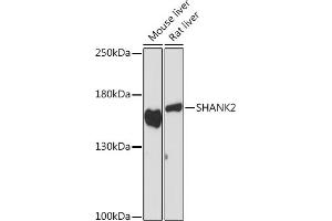 Western blot analysis of extracts of various cell lines, using SH Rabbit pAb (ABIN7270275) at 1:1000 dilution. (SHANK2 Antikörper)
