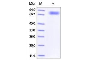 Human CD44, Fc Tag (HPLC-verified) on SDS-PAGE under reducing (R) condition. (CD44 Protein (CD44) (AA 21-220) (Fc Tag))
