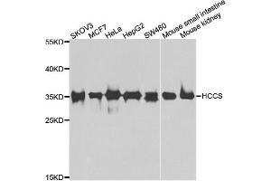 Western blot analysis of extracts of various cell lines, using HCCS antibody. (HCCS Antikörper)