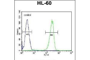 Flow cytometric analysis of HL-60 cells (right histogram) compared to a negative control cell (left histogram). (KIAA1586 Antikörper  (N-Term))