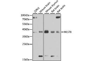 Western blot analysis of extracts of various cell lines, using MLST8 antibody (ABIN6292736) at 1:1000 dilution. (GBL Antikörper)