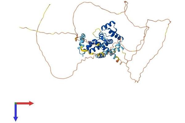 NAB2 Protein (AA 1-525) (His tag)