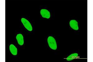 Immunofluorescence of purified MaxPab antibody to ANP32B on HeLa cell. (ANP32B Antikörper  (AA 1-251))