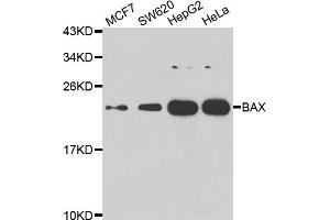Western blot analysis of extracts of various cell lines, using BAX antibody (ABIN5975845) at 1/1000 dilution. (BAX Antikörper)