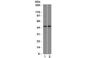 Western blot testing of 1) ThP1 and 2) Raji cell lysate with FLI1 antibody (clone FLVI1-1). (FLI1 Antikörper  (AA 107-216))