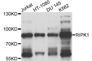 Western blot analysis of extracts of various cell lines, using RIPK1 antibody (ABIN4905010) at 1:1000 dilution. (RIPK1 Antikörper)