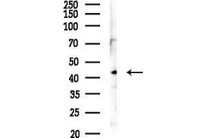 anti-Neuronal Growth Regulator 1 (NEGR1) (Internal Region) antibody