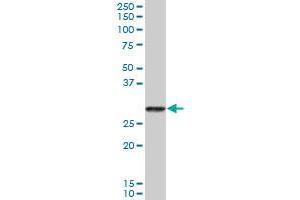 PRSS2 MaxPab polyclonal antibody. (PRSS2 Antikörper  (AA 1-239))