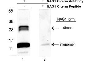 Image no. 1 for anti-Growth Differentiation Factor 15 (GDF15) (C-Term) antibody (ABIN453961) (GDF15 Antikörper  (C-Term))