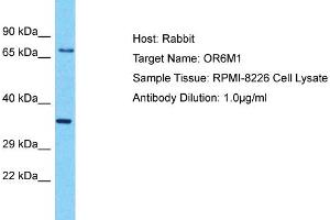 Host: Rabbit Target Name: OR6M1 Sample Type: RPMI-8226 Whole Cell lysates Antibody Dilution: 1. (OR6M1 Antikörper  (C-Term))