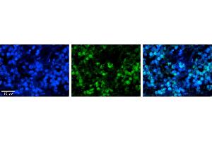 Immunohistochemistry (IHC) image for anti-Heat Shock 70kDa Protein 8 (HSPA8) (N-Term) antibody (ABIN2783374)
