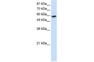 RNF14 Antikörper  (C-Term)