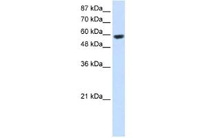 WB Suggested Anti-RNF14 Antibody Titration:  2. (RNF14 Antikörper  (C-Term))