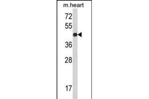 Western blot analysis of RGP1 Antibody (C-term) (ABIN390945 and ABIN2841138) in mouse heart tissue lysates (35 μg/lane). (RGP1 Antikörper  (C-Term))