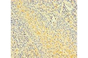 Immunohistochemistry of paraffin-embedded human tonsil tissue using ABIN7153002 at dilution of 1:100 (FNIP1 Antikörper  (AA 221-508))